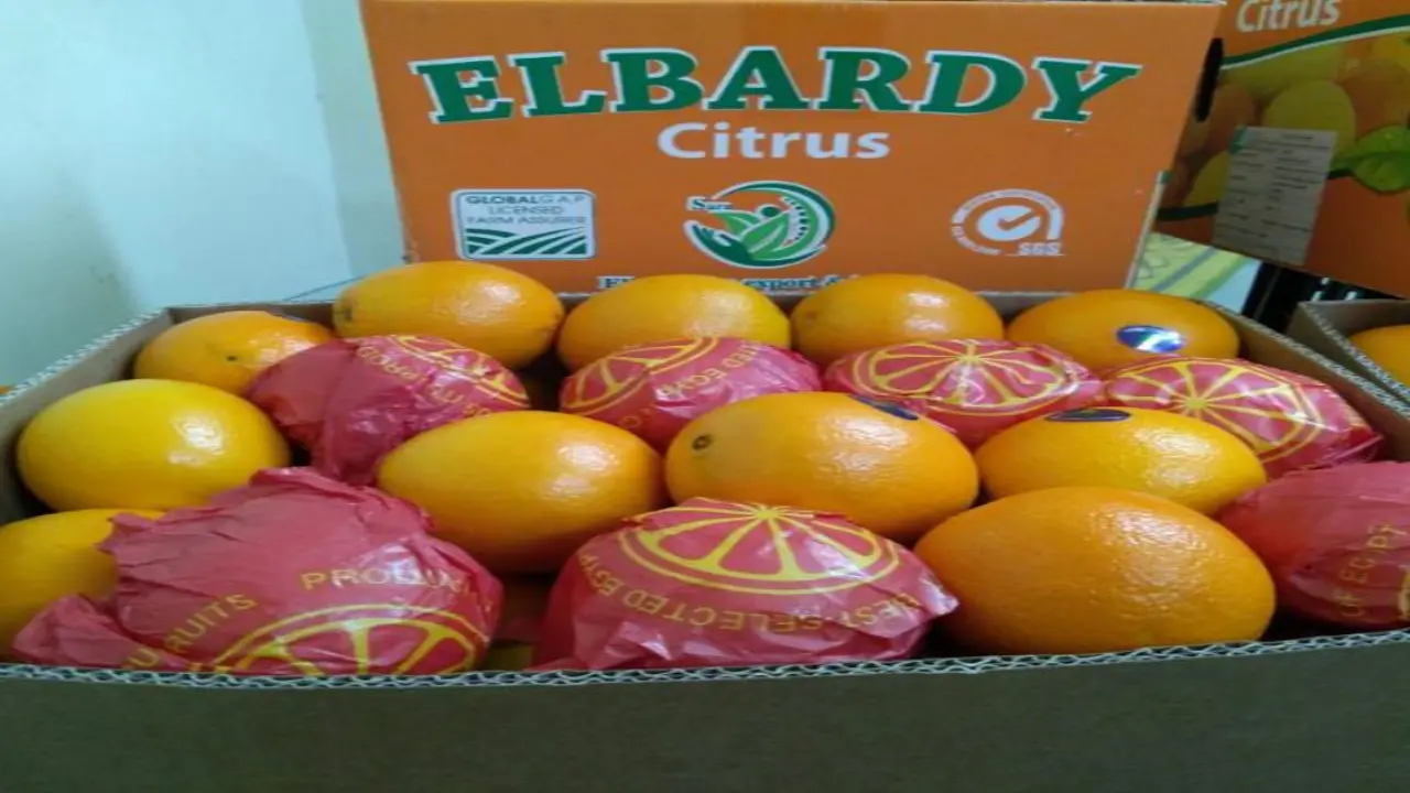 Order Fresh Orange Exporter Egypt Supplier
